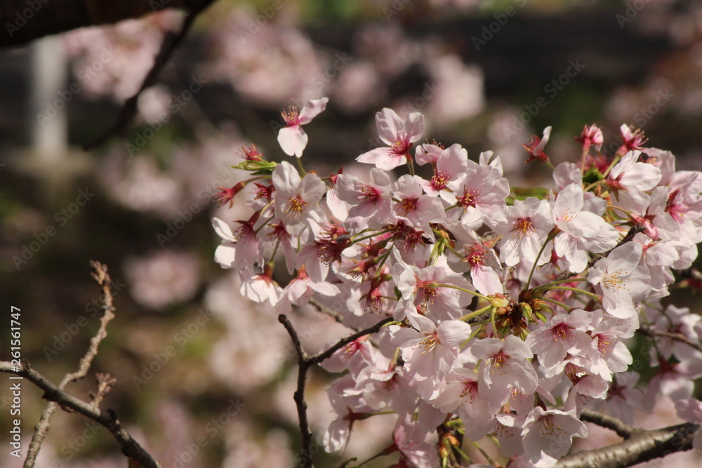 Cherry blossoms come out between late March and April in Japan. Cherry blossoms come out between late March and April in Japan.