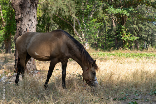 brown horse eating grass