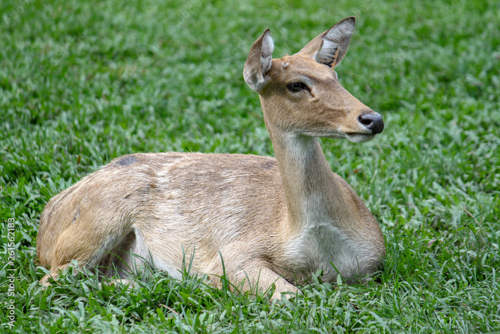 female deer in garden at thailand