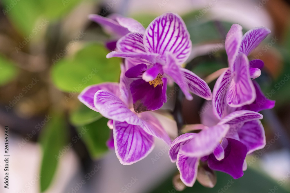 High-quality flower of a tropical orchid of a falenosis High-quality flower of a tropical orchid of a falenosis