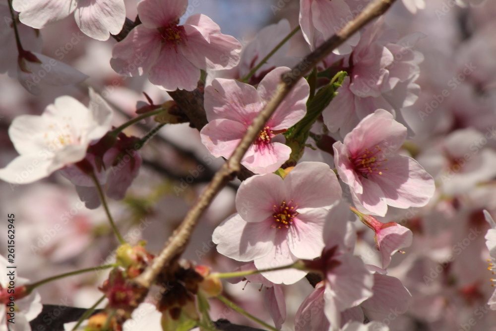 Cherry blossoms come out between late March and April in Japan. Cherry blossoms come out between late March and April in Japan.