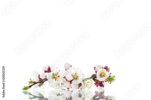 Fototapeta Naklejka Na Ścianę i Meble -  Branch with apricot flowers on a white background