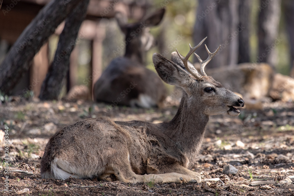 male mule deer with antlers