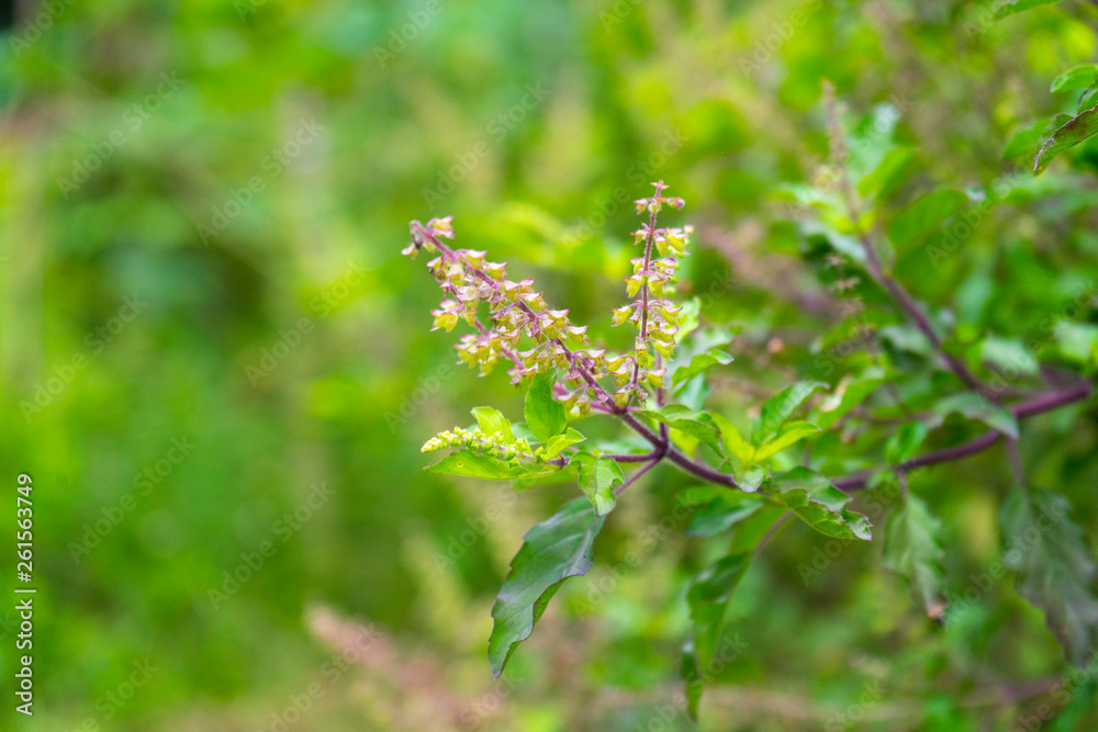 Fototapeta premium Fresh basil plant tree on nature background