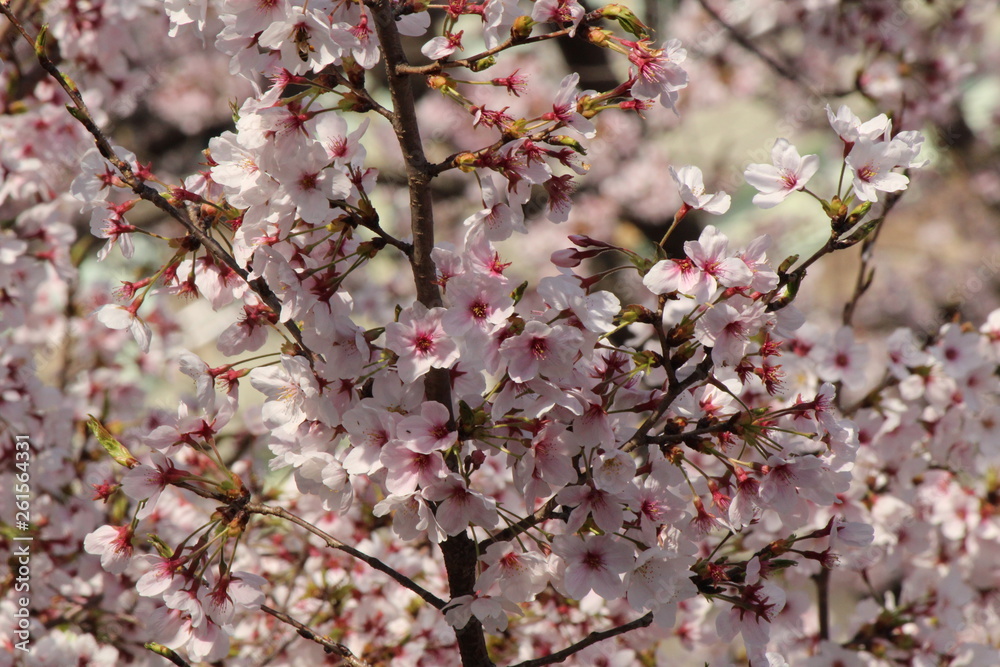 Cherry blossoms come out between late March and April in Japan. Cherry blossoms come out between late March and April in Japan.
