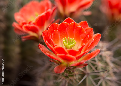 Claret Cup Cactus Bloom photo