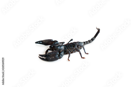 The big black scorpion is poisonous.