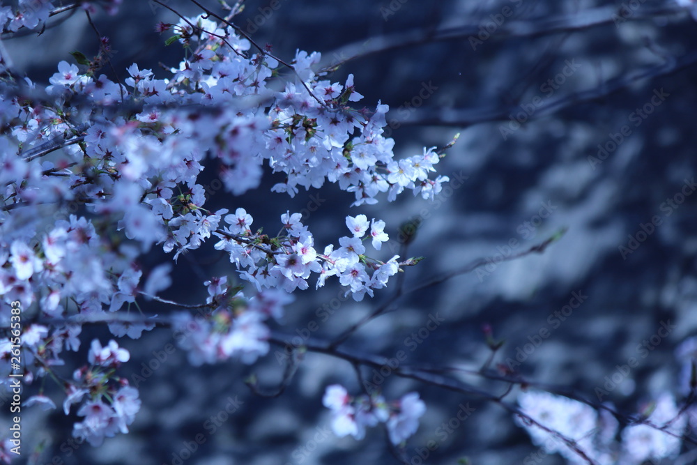 Cherry blossoms come out between late March and April in Japan. Cherry blossoms come out between late March and April in Japan.
