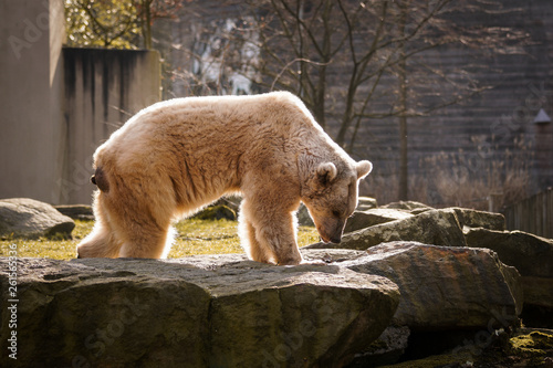 Polarbär im Freien am Felsen auf der Sonne, Tierpark, Natur, Felsen, wildetiere, wild lebende fleichfresser, raubtiere im zoo photo