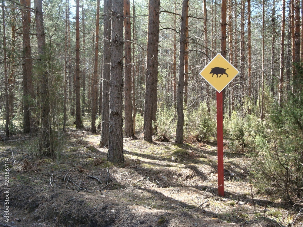 yellow boar sign in the forest