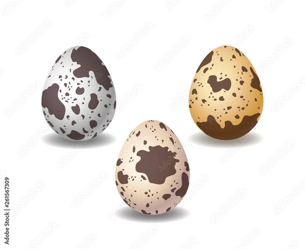 Quail eggs. Semi realistic vector image, isolated on white background