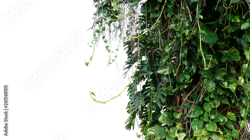 Fototapeta Naklejka Na Ścianę i Meble -  Split-leaf philodendron Monstera and variegated leaves Devil’s ivy pothos liana plants climbing on tree trunk, tropical forest plant jungle vines bush isolated on white background with clipping path.