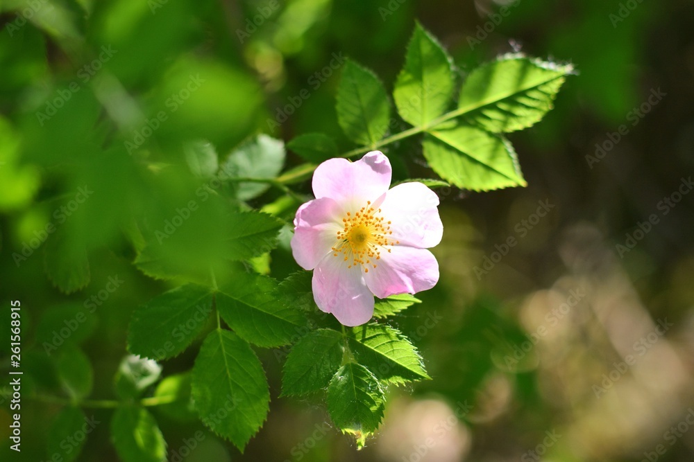 Beautiful pink wild rose flower with blurred green leaves and sun light on background. Spring blooming bush with romantic dog rose flowers. Treatment blooming plant with sunlight on backdrop. Summer Beautiful pink wild rose flower with blurred green leaves and sun light on background. Spring blooming bush with romantic dog rose flowers. Treatment blooming plant with sunlight on backdrop. Summer