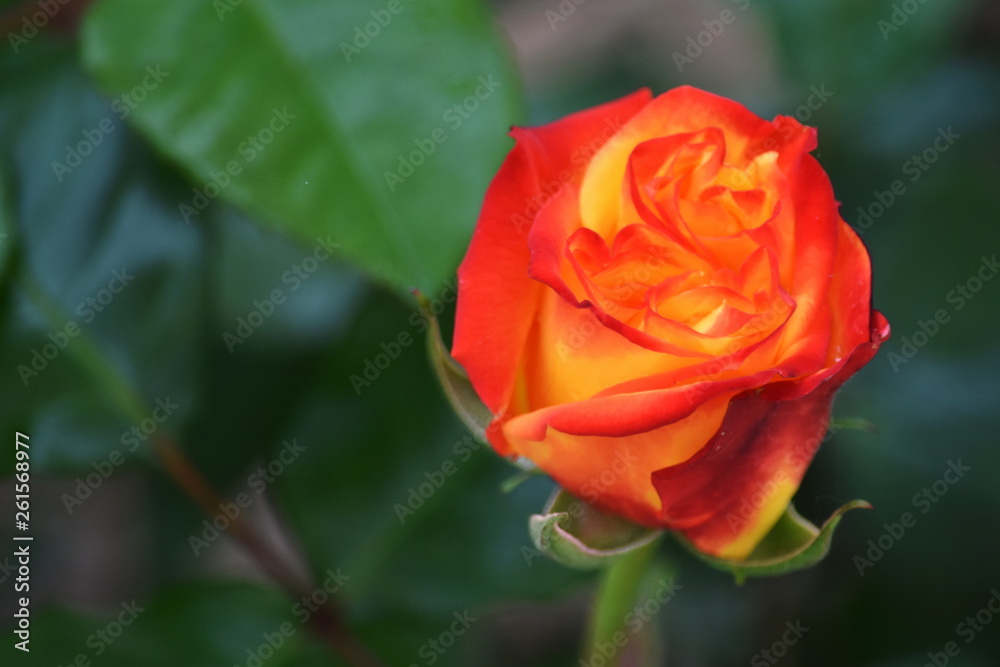 Notão de Rosa