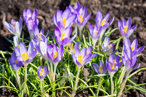 Purple crocuses closeup