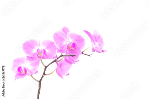 Überbelichtete Orchidee vor weißem Hintergrund