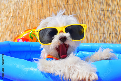 funny dog puppy with sunglasses in the pool