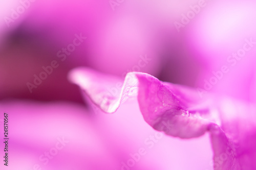 Pretty Pink Blossom Petal Flower Close Up
