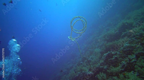 Spiral coral (Cirrhipathes spiralis) on the Reef Elphinstone. Red Sea, Egypt photo