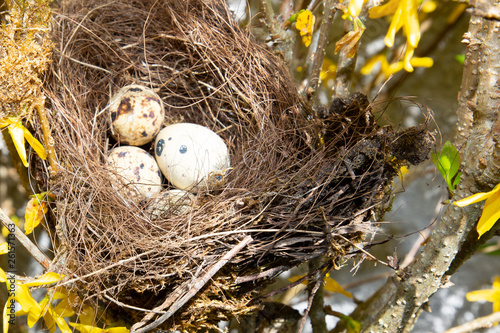 spring eggs in the nest nature babies