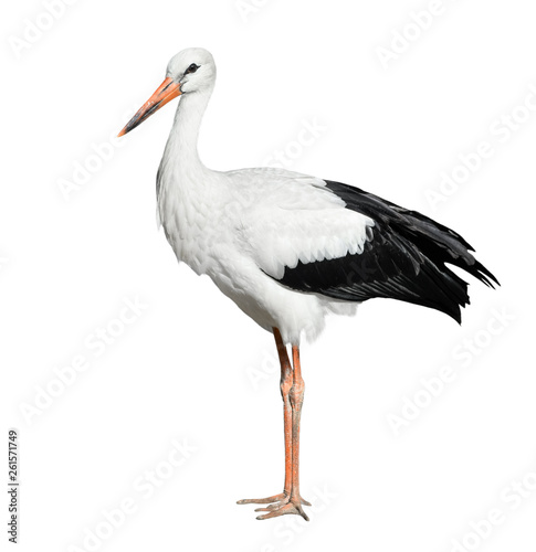 Crane bird isolated on white