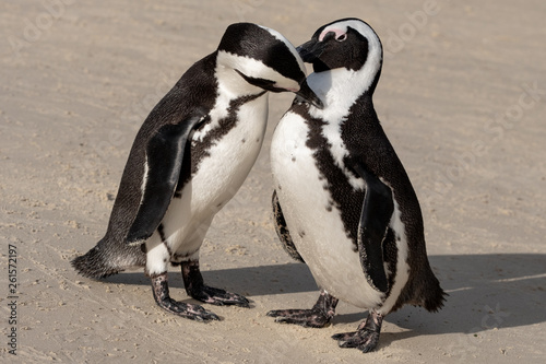 African penguins at Boulders Beach in Simonstown, Cape Town, South Africa.