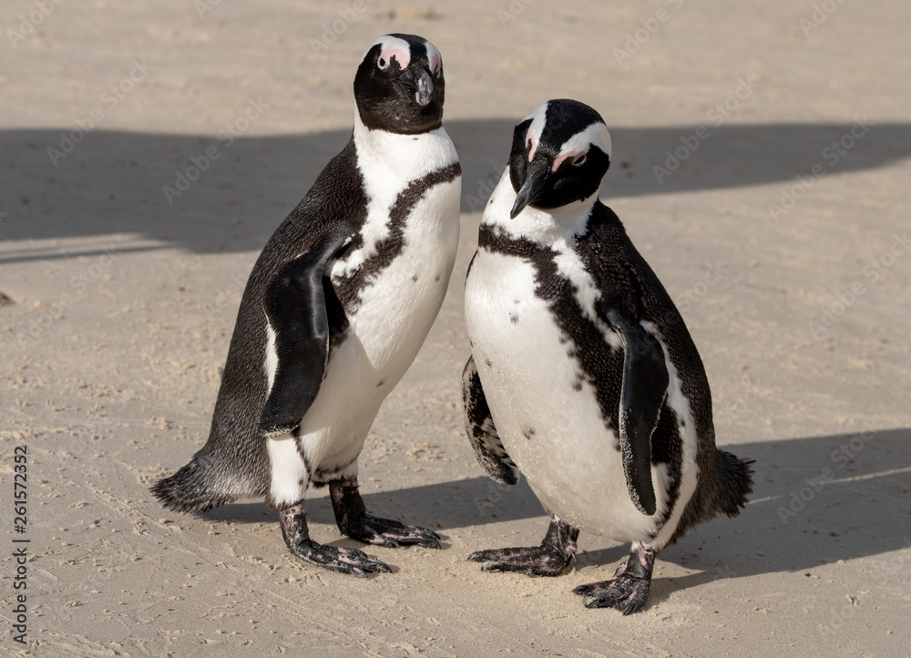 Obraz premium African penguins at Boulders Beach in Simonstown, Cape Town, South Africa.