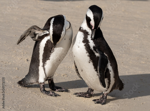 African penguins at Boulders Beach in Simonstown, Cape Town, South Africa.