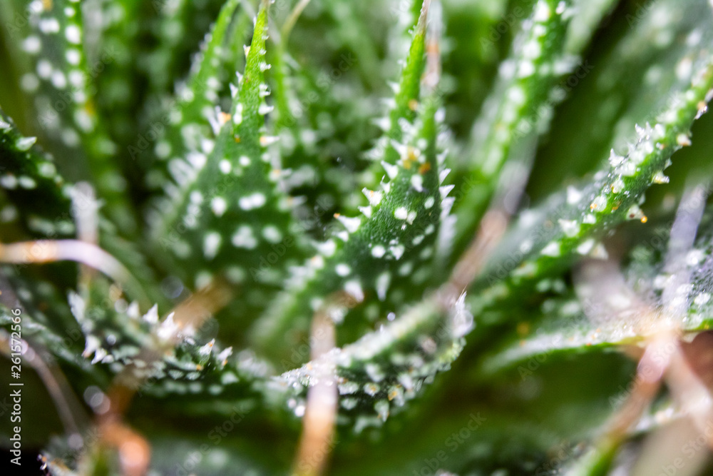 Close Up of Cactus Succulent Plant Macro Abstract Close Up of Cactus Succulent Plant Macro Abstract