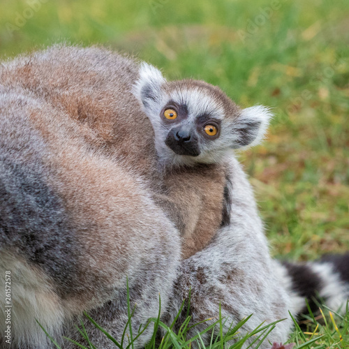 Portrait of a very small lemur katta cub on the mother s chest  The Netherlands