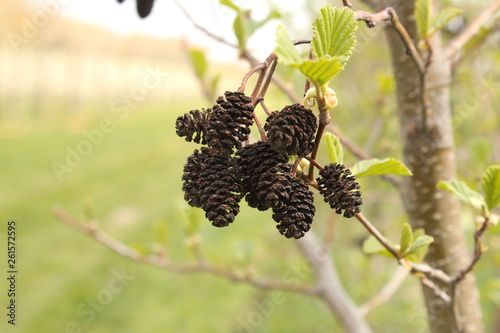 a bunch of beautiful black alder plugs closeup and a green background in spring photo