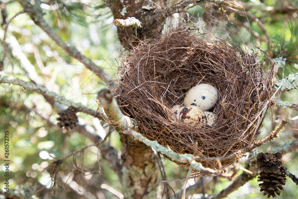 Nature image of egg in nest tree Nature image of egg in nest tree