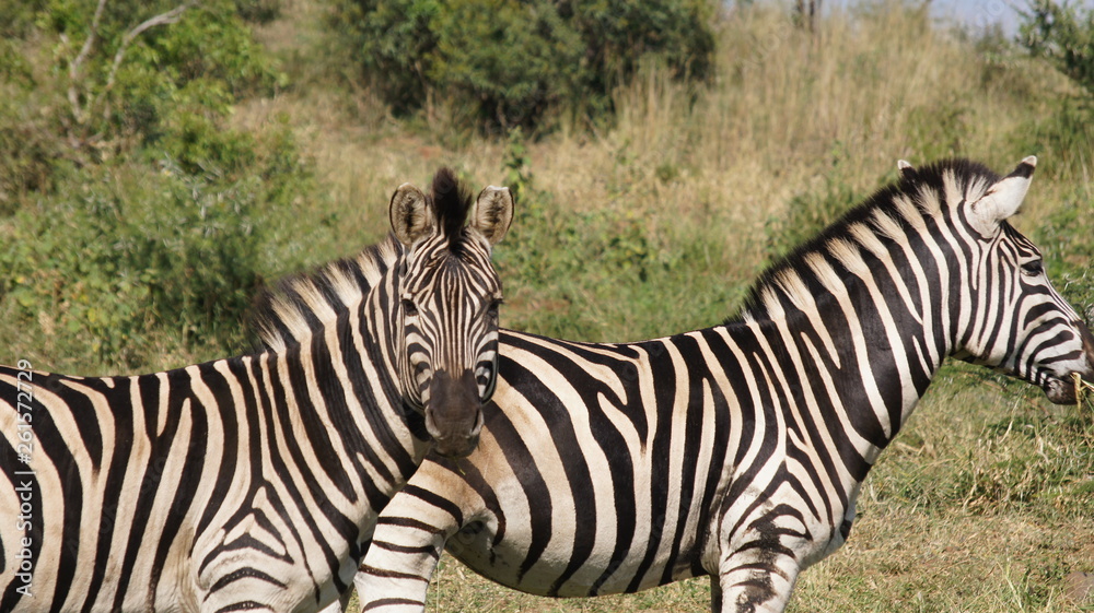 Obraz premium Zebra Afrika