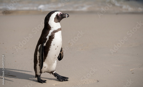 African penguin at Boulders Beach in Simonstown, Cape Town, South Africa.