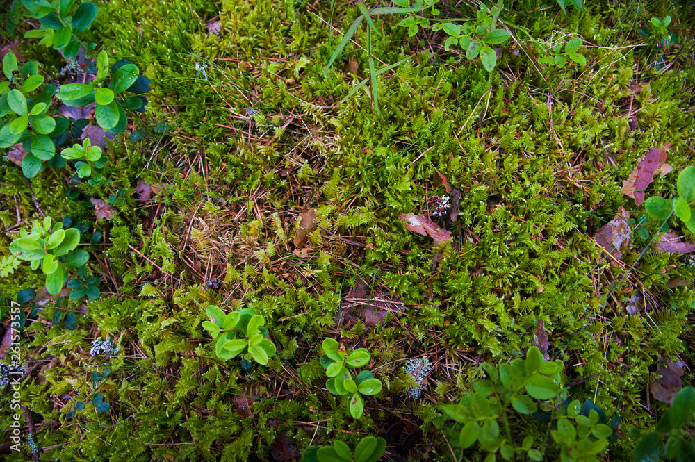 Obraz premium Forest Soil with Grass