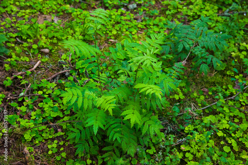 Small fern tree in the forest