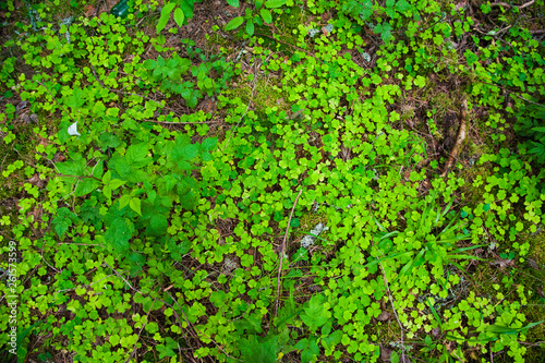 Forest Soil with Grass