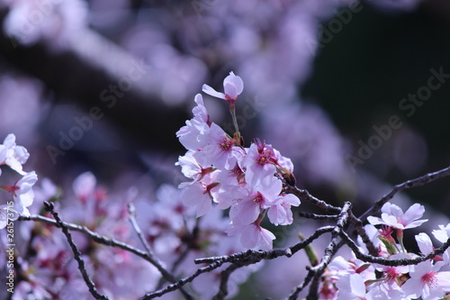 Japanese national flower cherry blossom