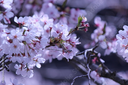 Japanese national flower cherry blossom