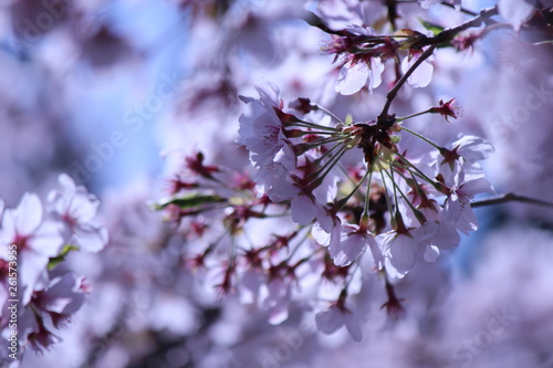 Japanese national flower cherry blossom