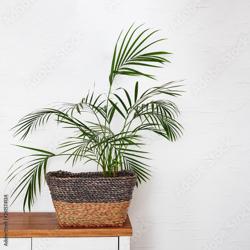 Plants in a wicker basket on a wooden shelf