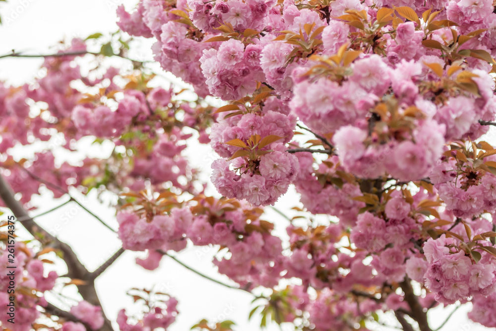 closeup fruit tree pink flowers spring blossom