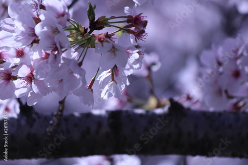 Japanese national flower cherry blossom