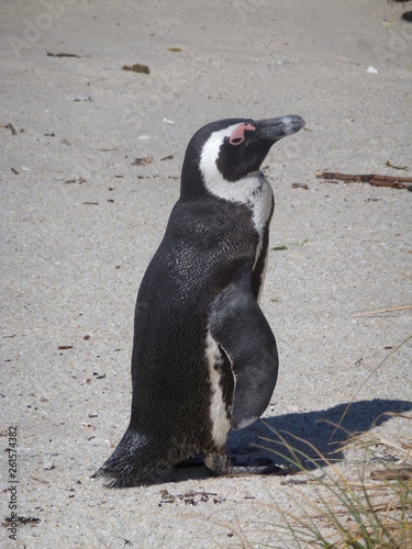 Pinguine am Meer