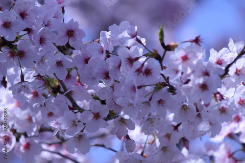 Japanese national flower cherry blossom