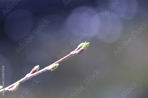 Japanese national flower cherry blossom