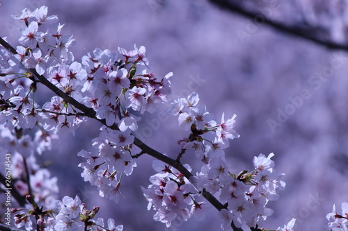 Japanese national flower cherry blossom