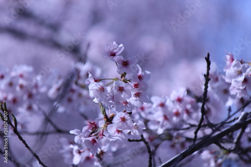 Japanese national flower cherry blossom