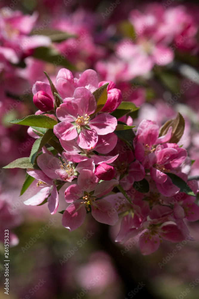 Wunderschöne Frühlingsblüten rosa rosé pink im close up Wunderschöne Frühlingsblüten rosa rosé pink im close up