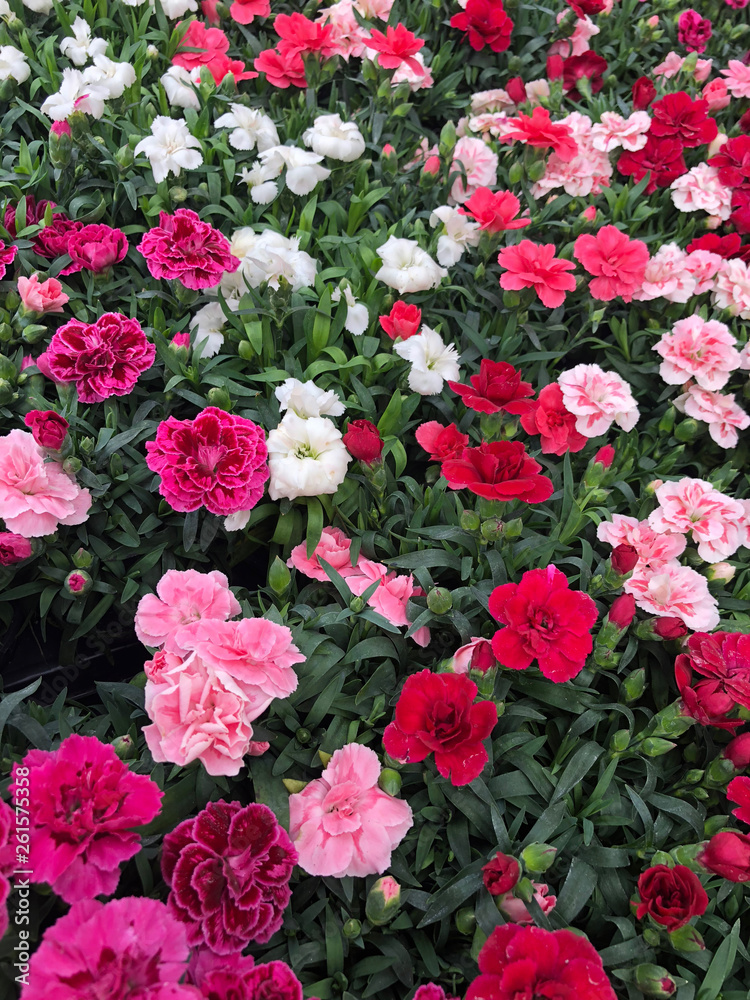 Red, white and pink carnations